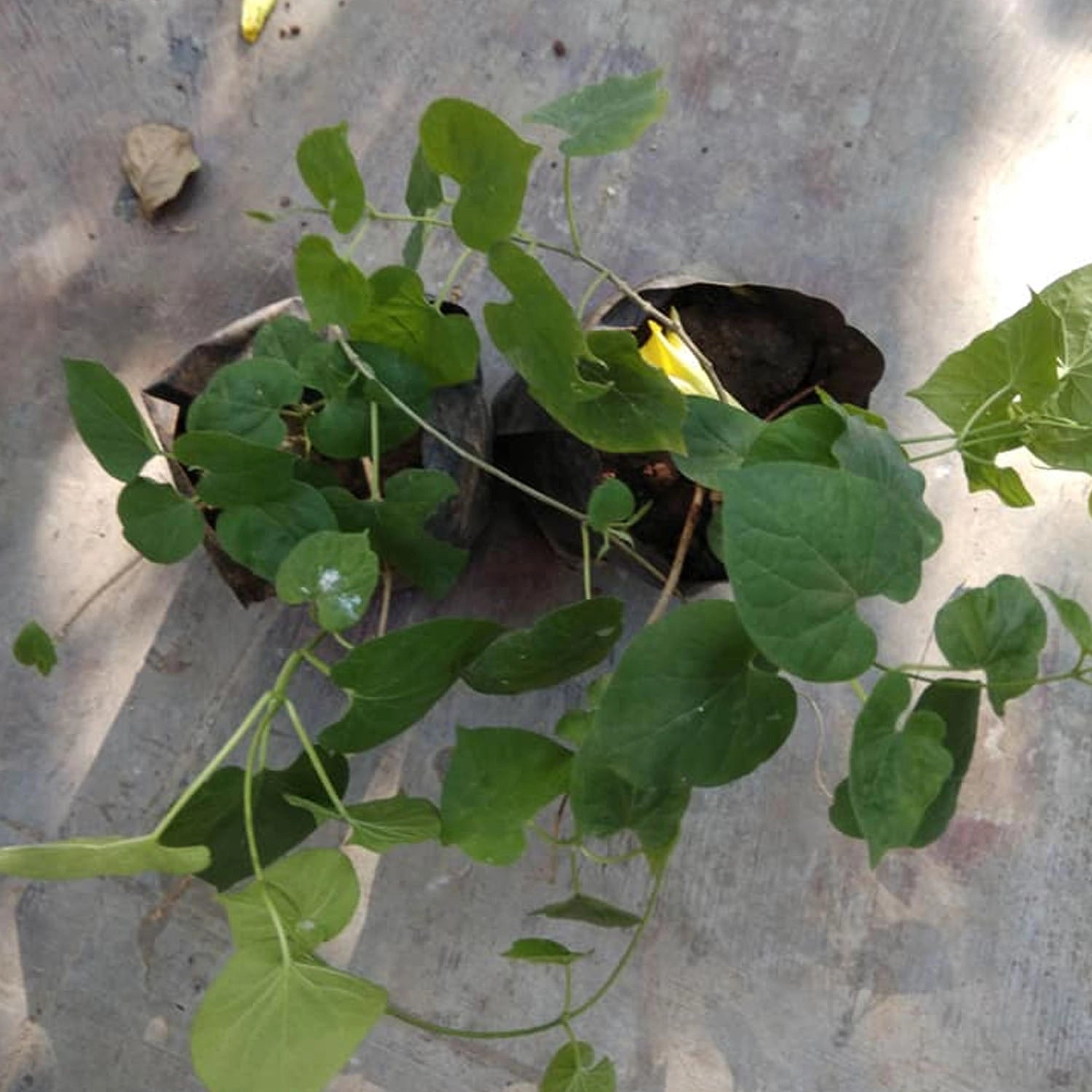 Kodi Sambangi Live Plant (Telosma cordata) – Heavily Fragrant Tonkin Jasmine Creeper for Home & Terrace Gardens