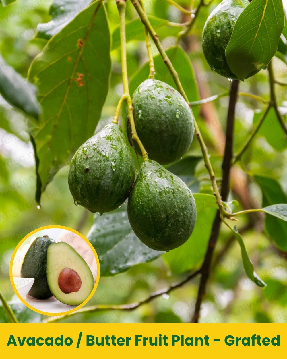 Avacado _ Butter Fruit Plant - Grafted