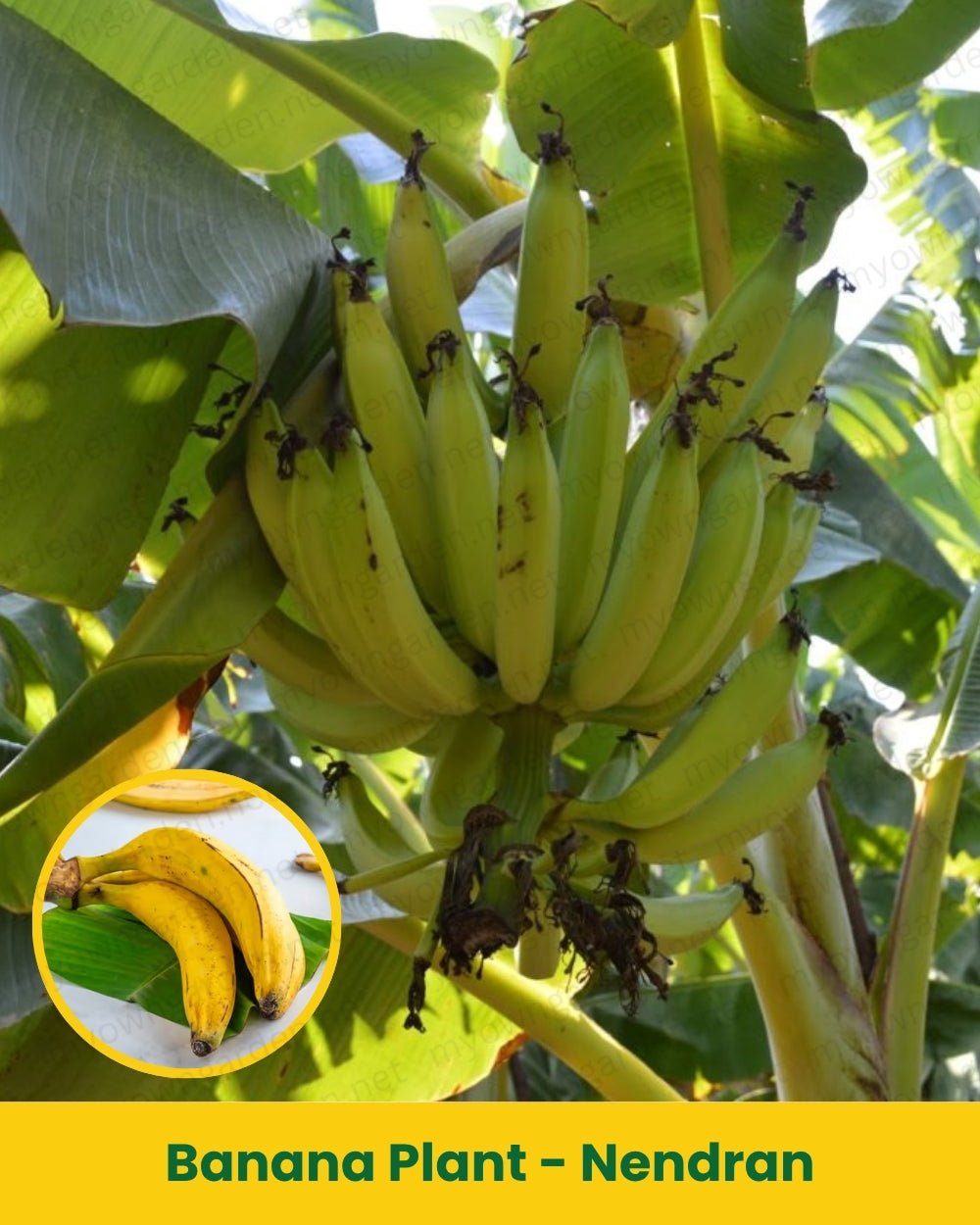 Banana Plant - Nendran