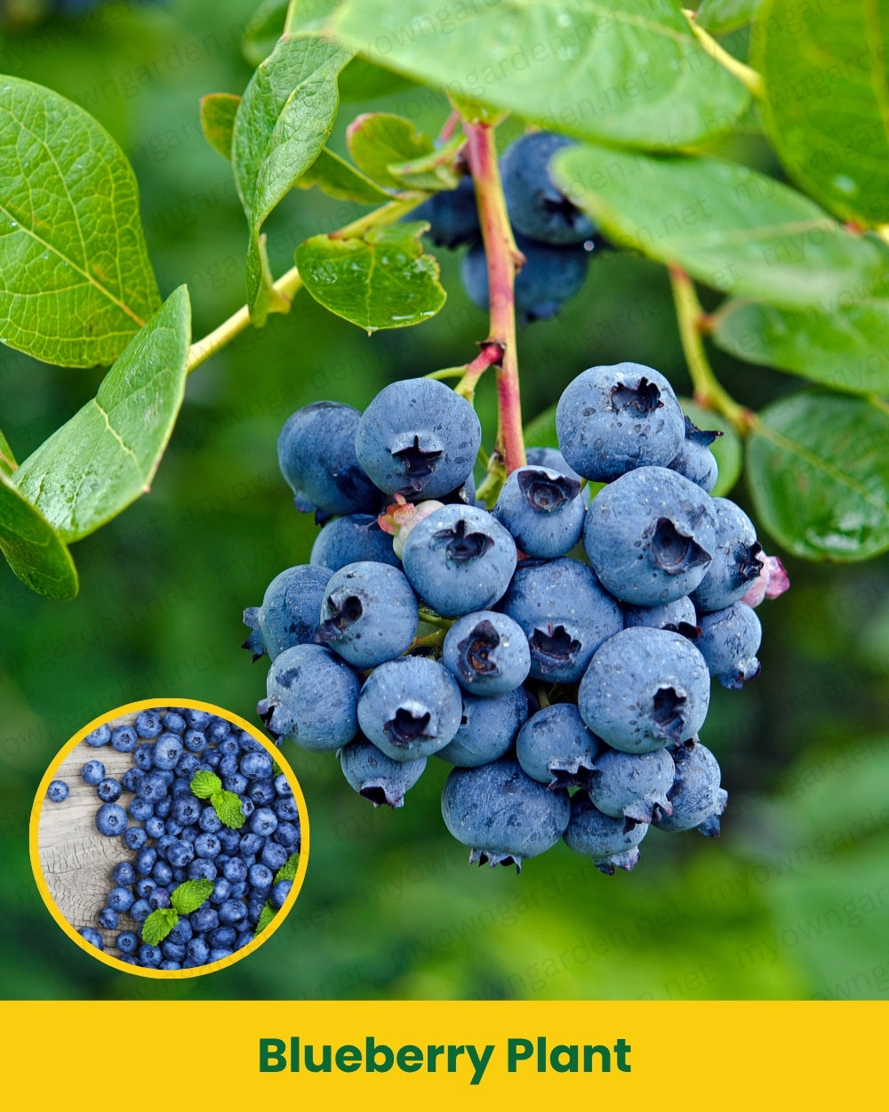 Blueberry Plant