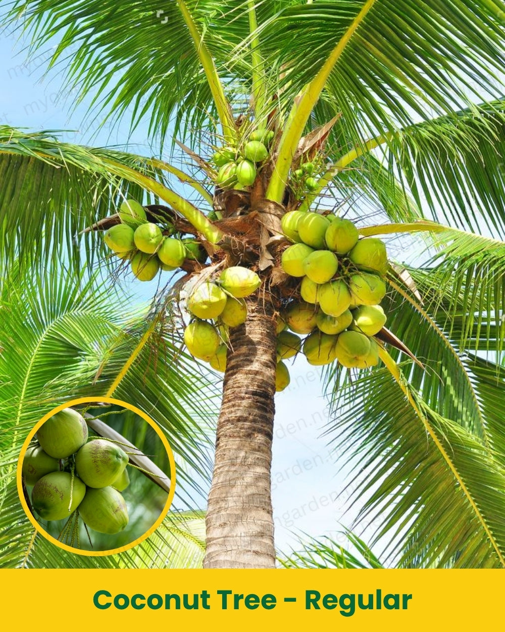 Coconut Tree Sapling – Regular