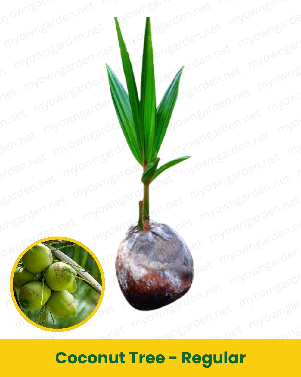 Coconut Tree Sapling – Regular