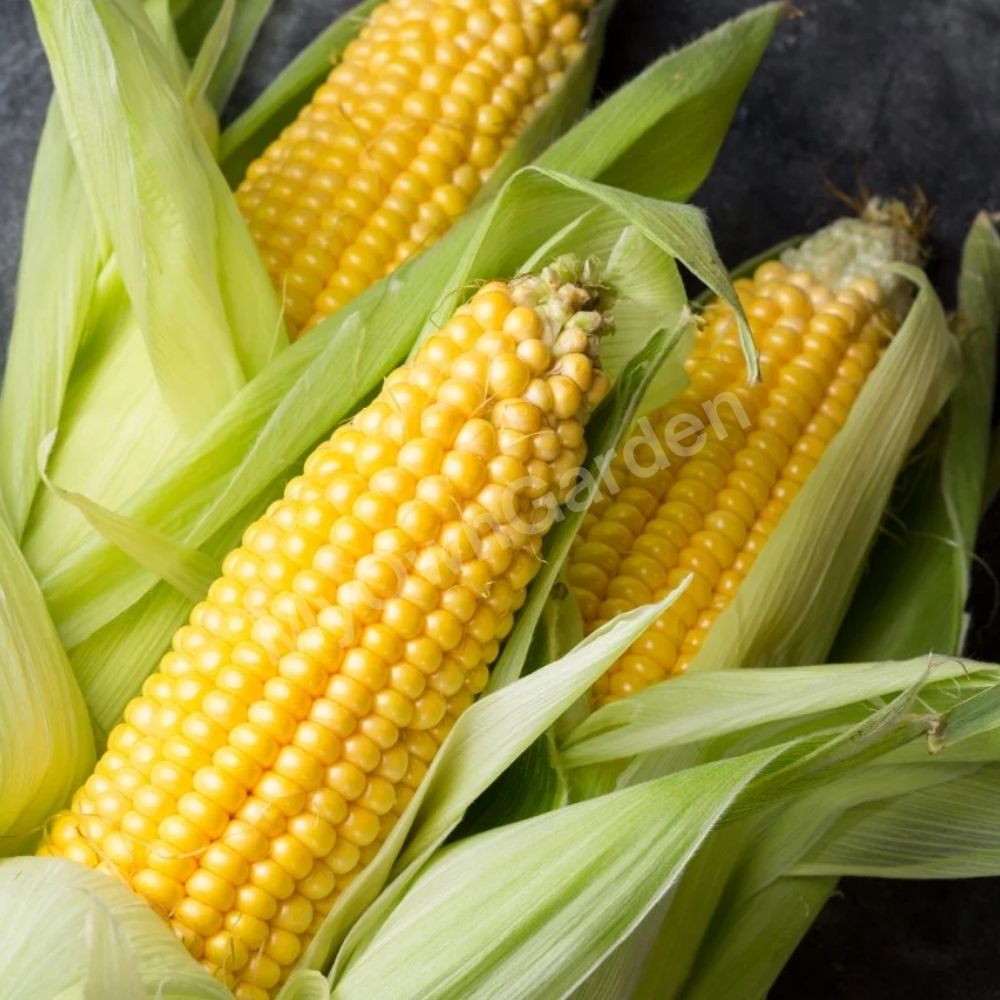F1 Hybrid Sweet Corn Seeds