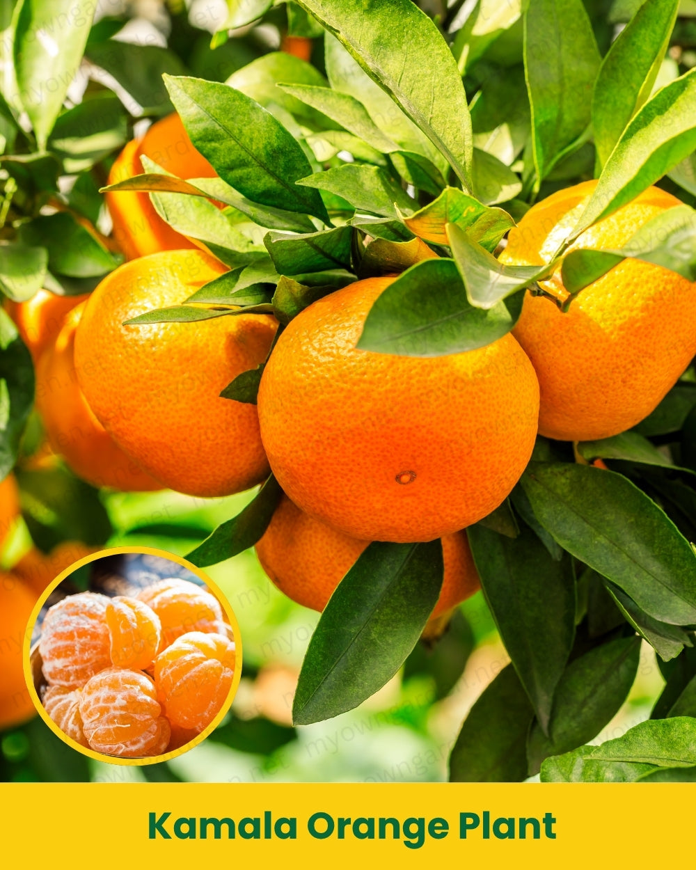 Kamala Orange Plant