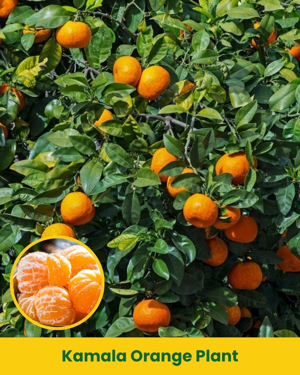 Kamala Orange Plant