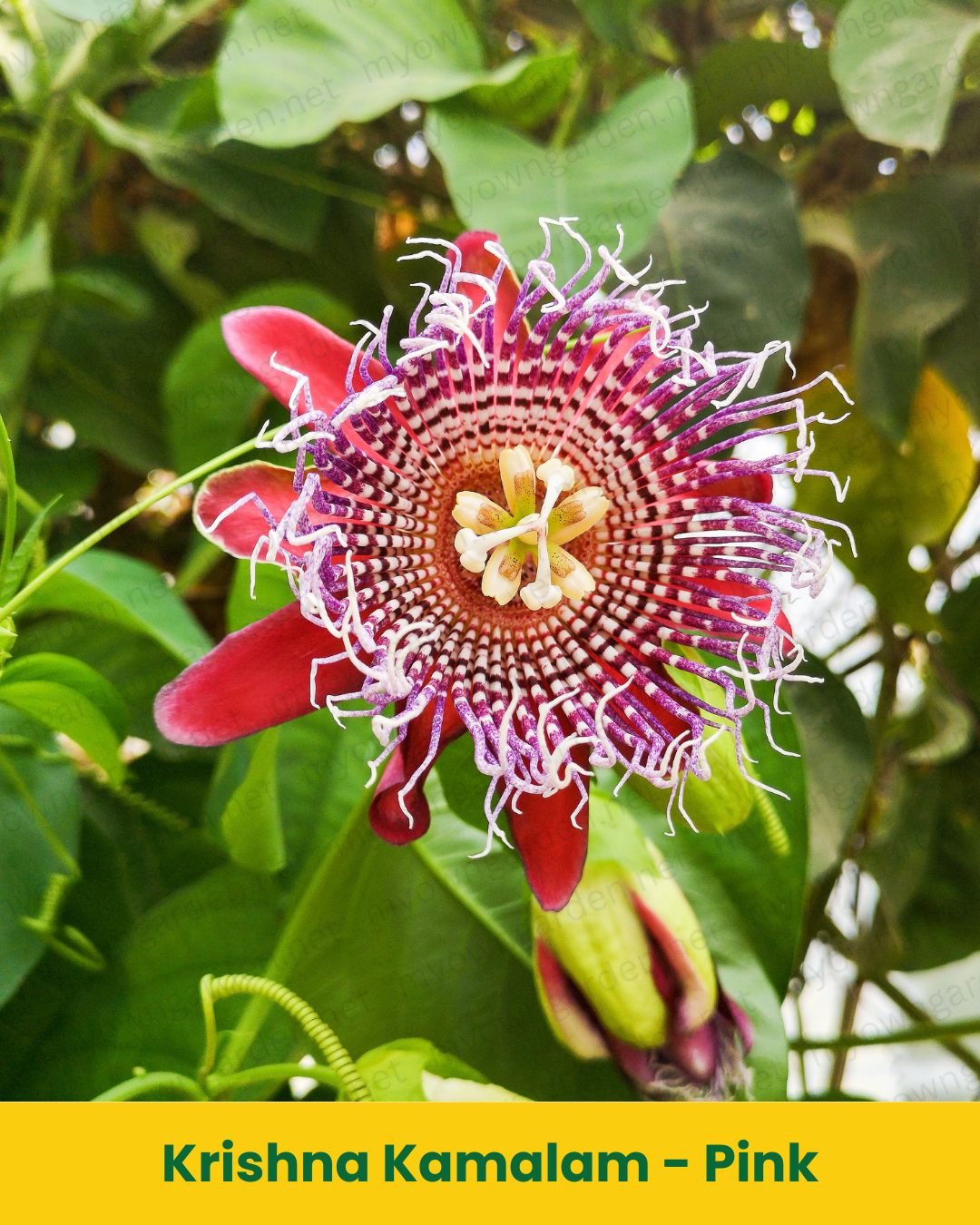 Krishna Kamalam Pink (Pink Passion Flower Plant) – Exotic Climbing Vine