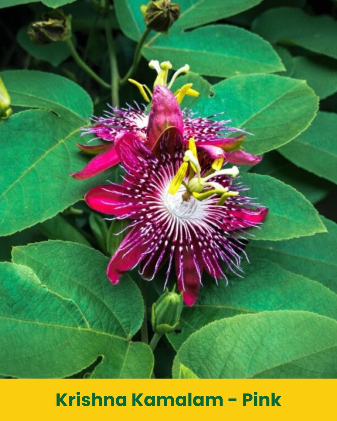 Krishna Kamalam Pink (Pink Passion Flower Plant) – Exotic Climbing Vine