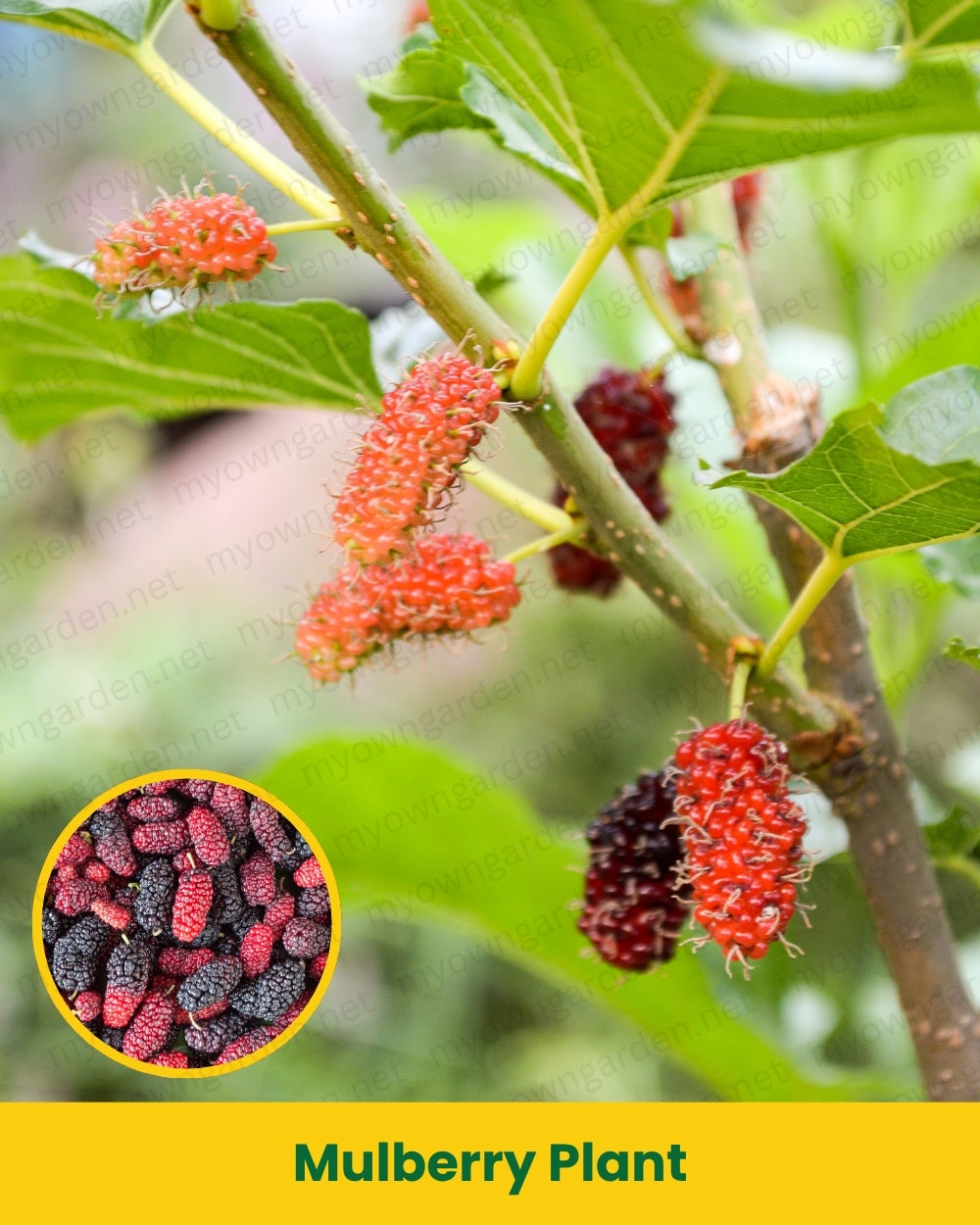 Mulberry Plant