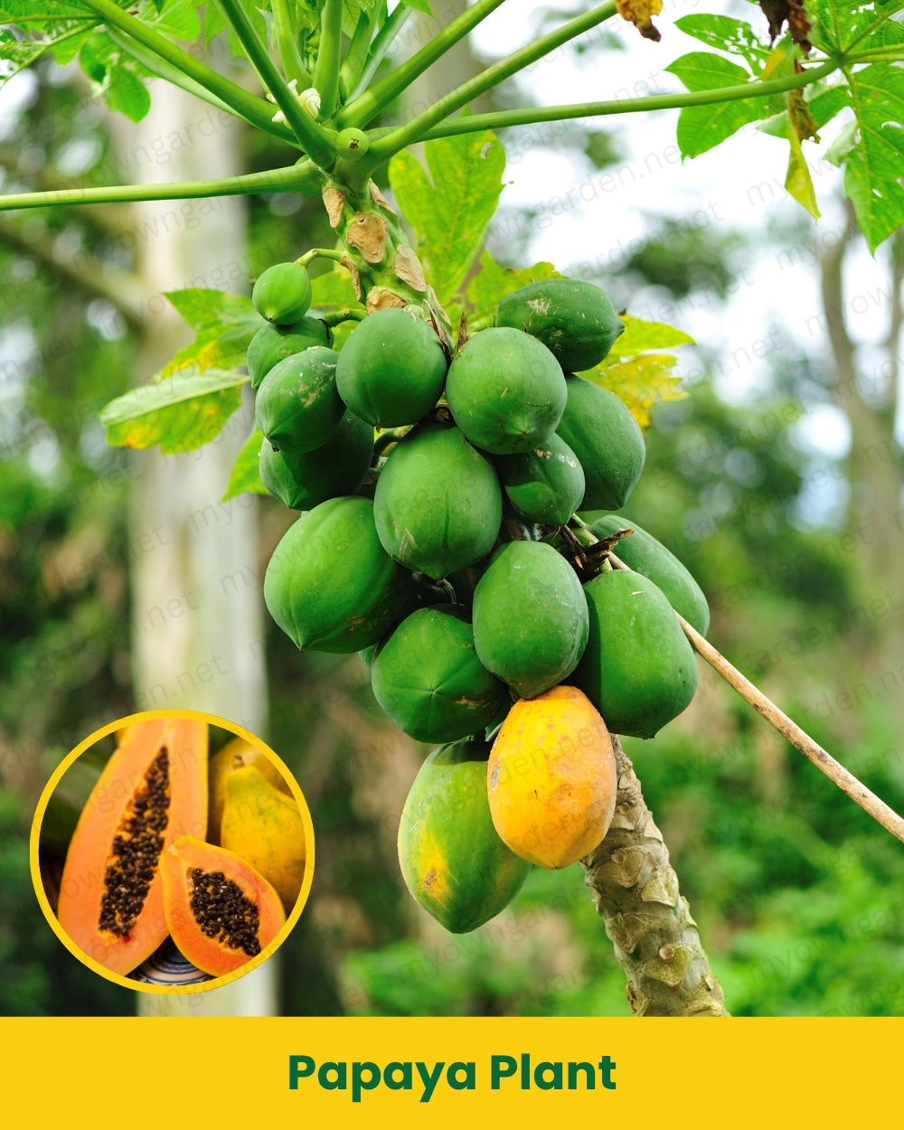 Papaya Plant
