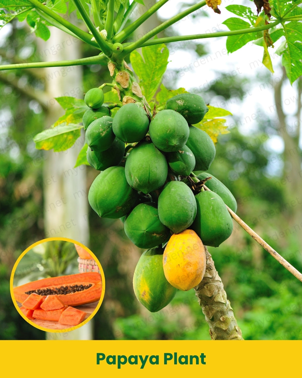 Papaya Plant