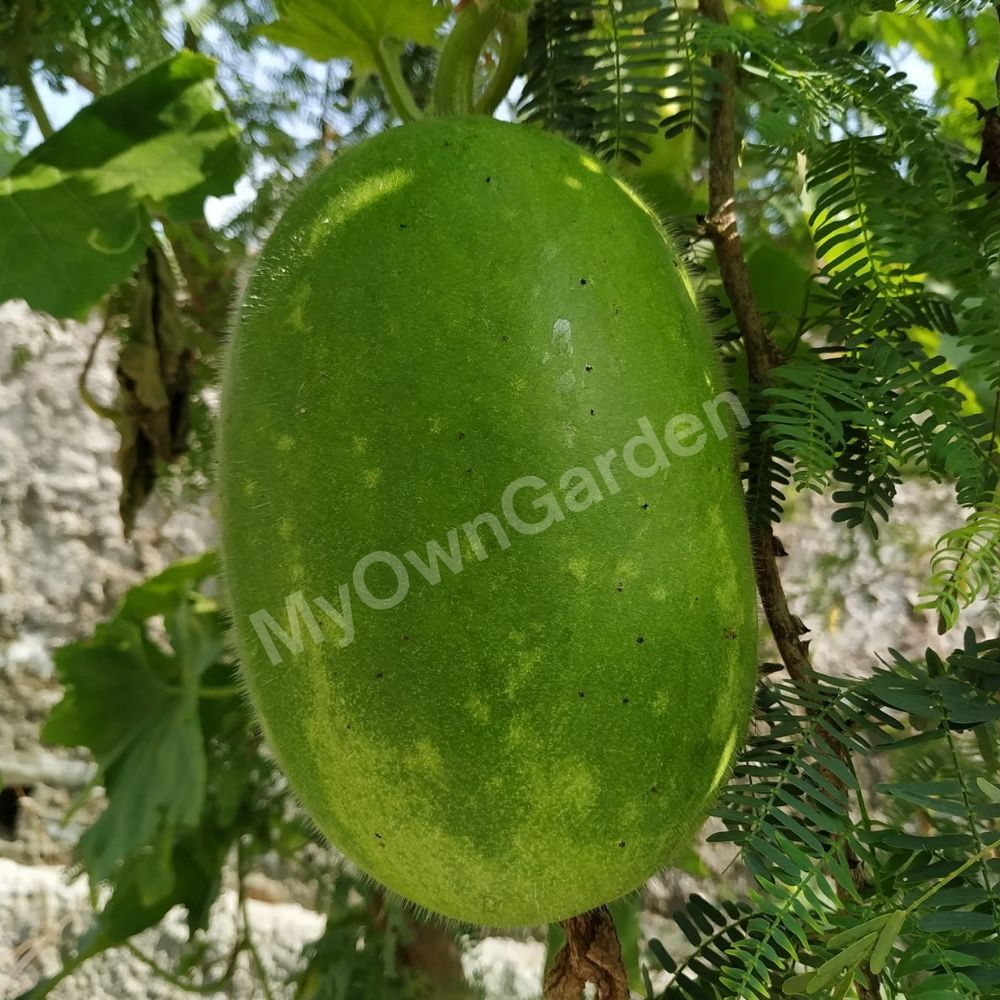 Pumpkin - Kola Seeds