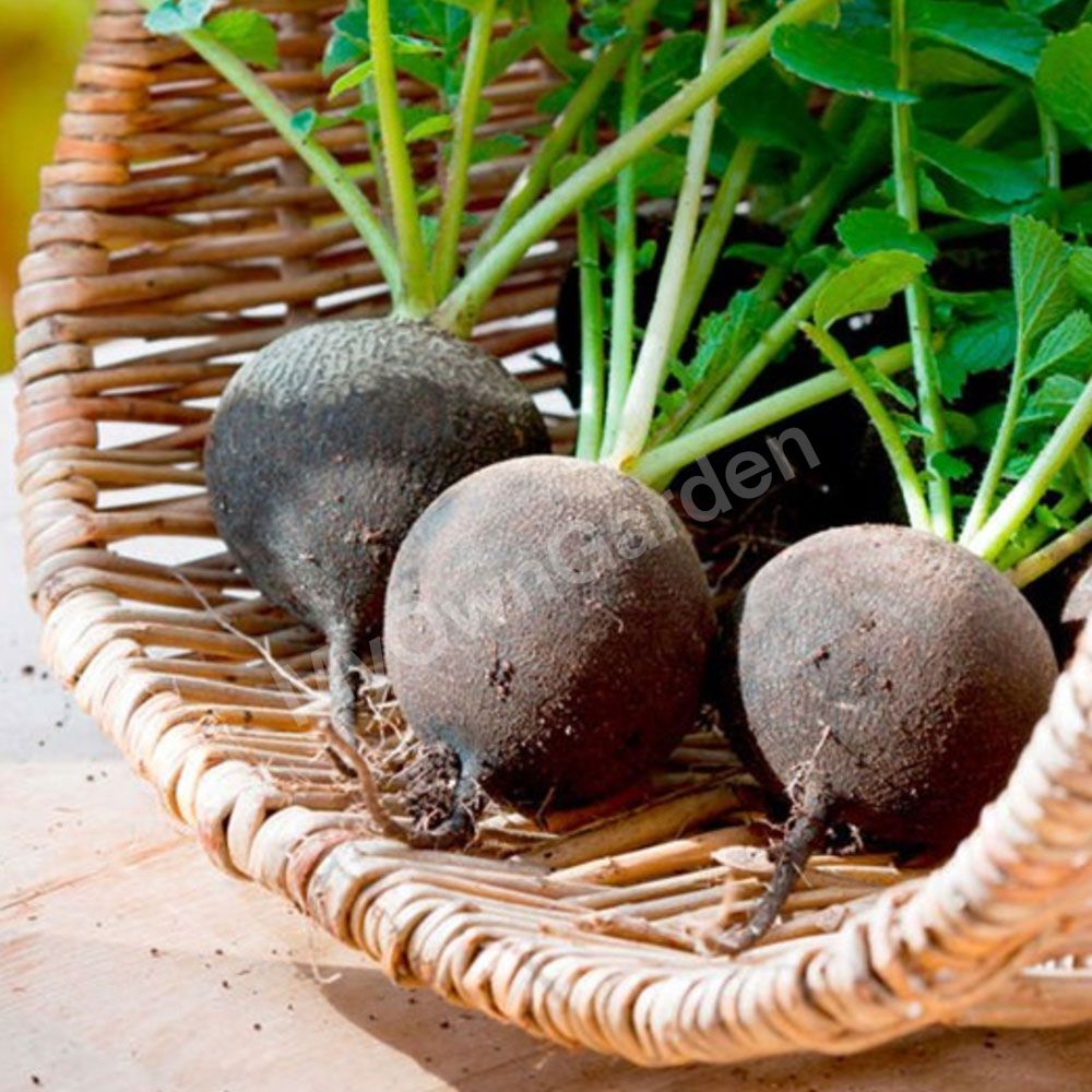Radish Black Ball Seeds