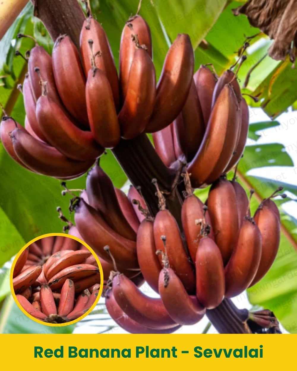 Red Banana Plant - Sevvalai