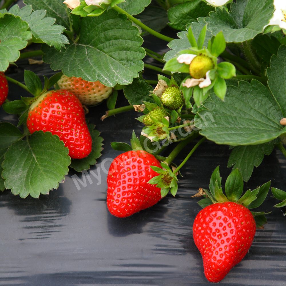 Strawberry Seeds