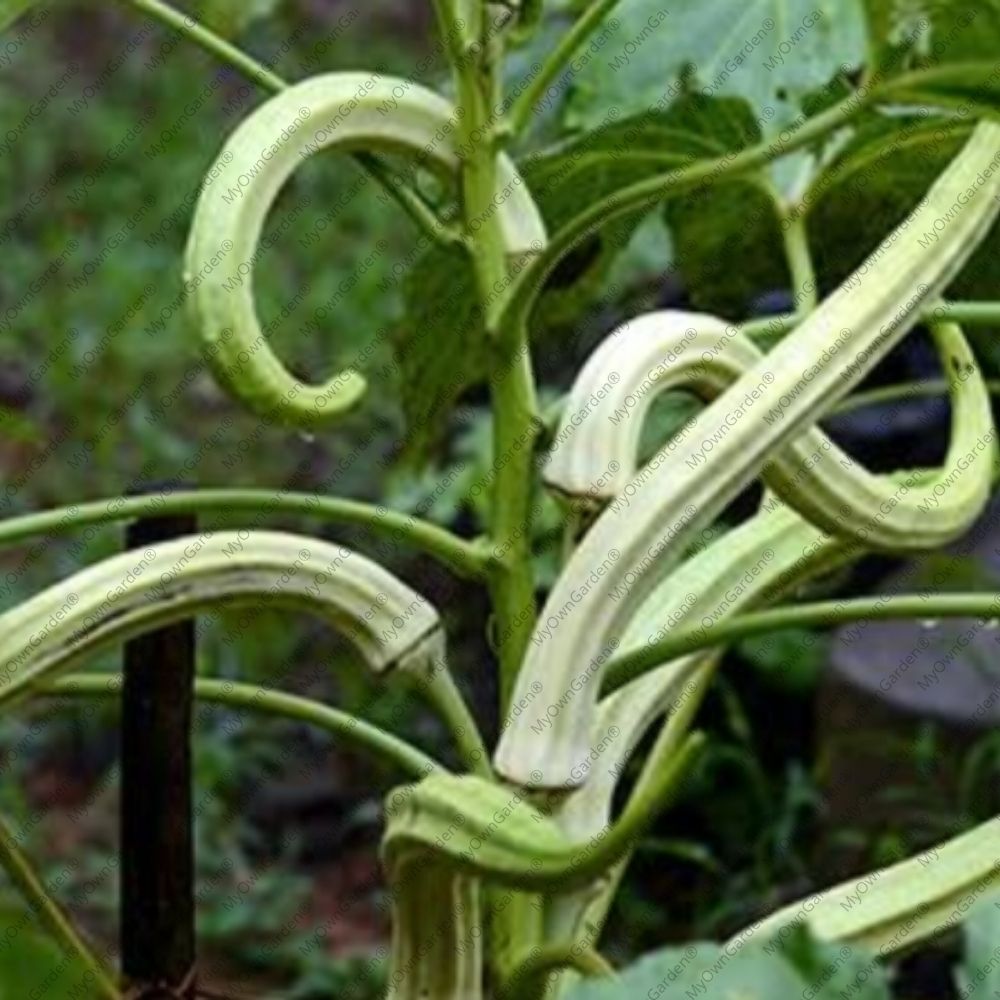 Yanai Thantha Vendai Seeds (யானை தந்த வெண்டை விதைகள்)