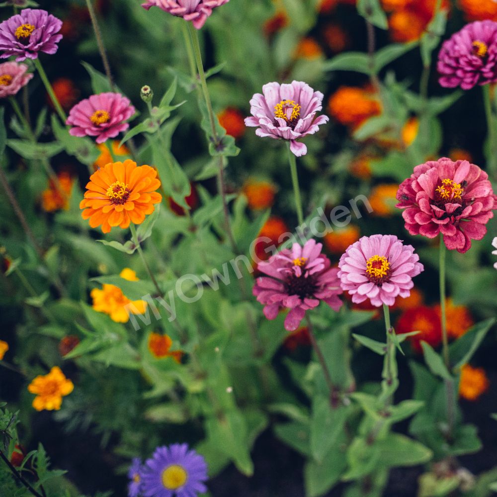 Zinnia Lilliput Seeds