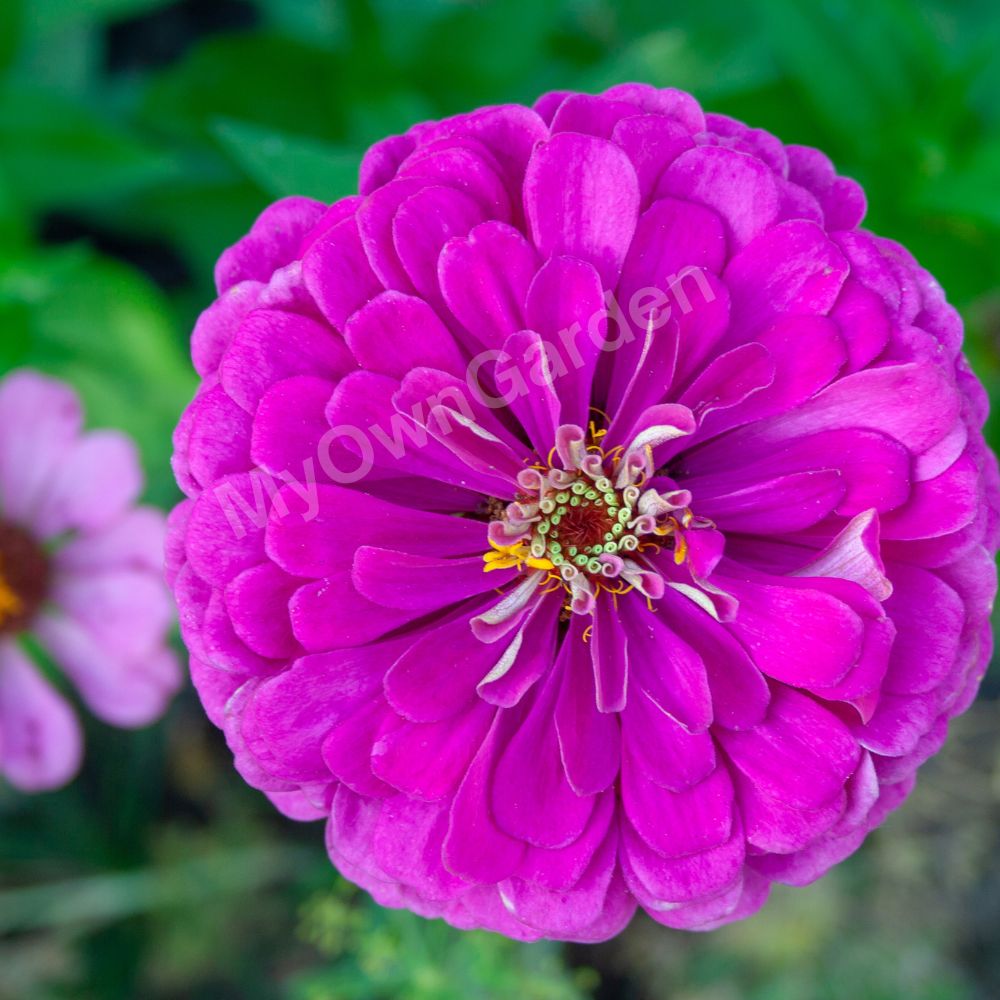 Zinnia Seeds Purple IMP