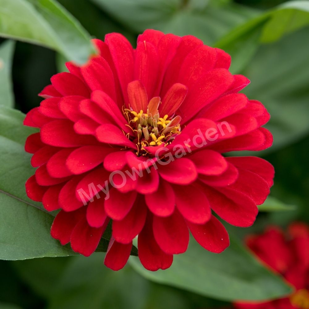 Zinnia Seeds Red IMP