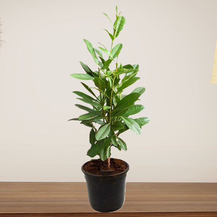 All Spice Plant - (Briyani Leaf, Brinji Leaf)