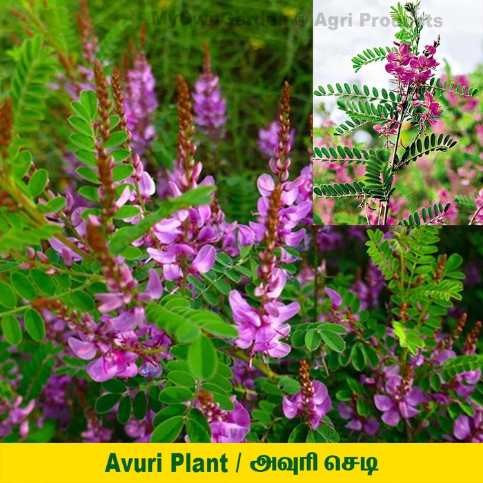 Indigofera tinctoria (Avuri Plant) ( அவுரி செடி )