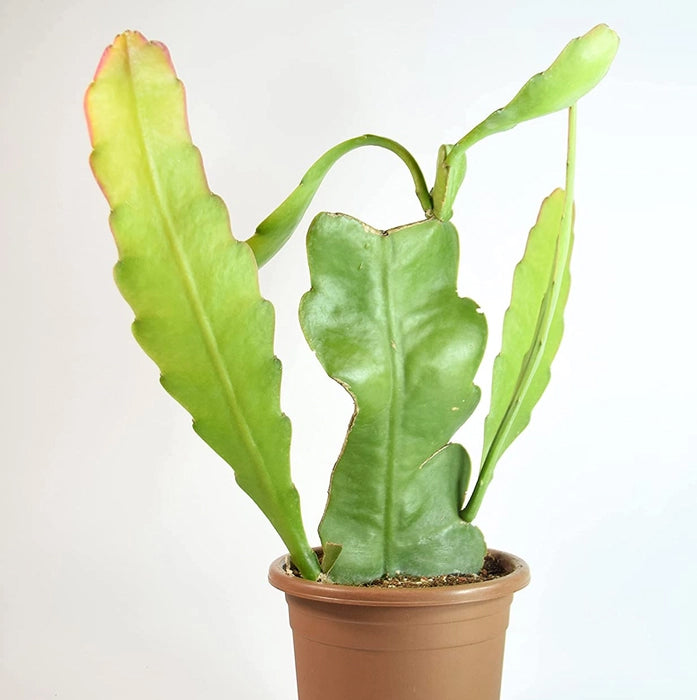 Brahma Kamal Plant (Bramma kamalam Plant)