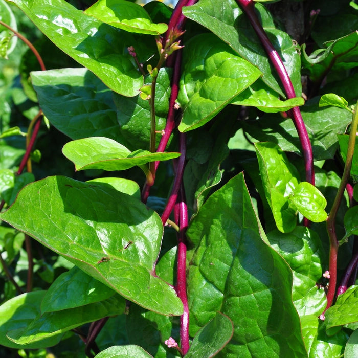 Green Malabar Spinach 