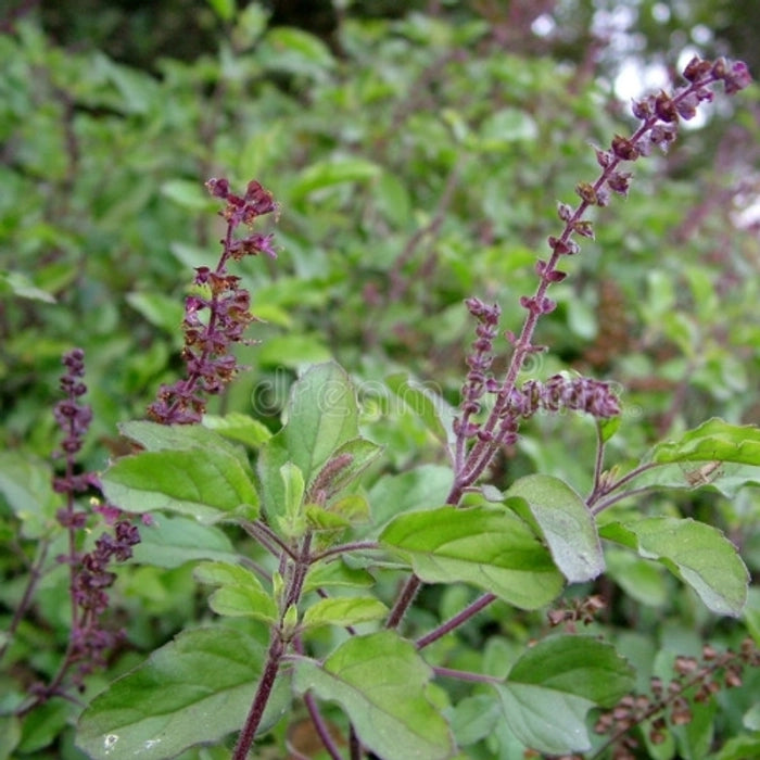 Krishnar Tulsi Plant  ( கிருஷ்ண துளசி  செடி )