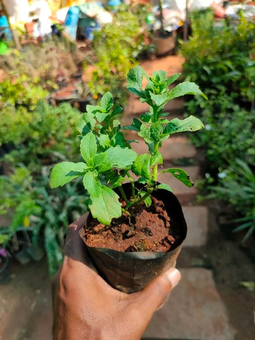Stevia Plant (Sweet Tulsi Plant)