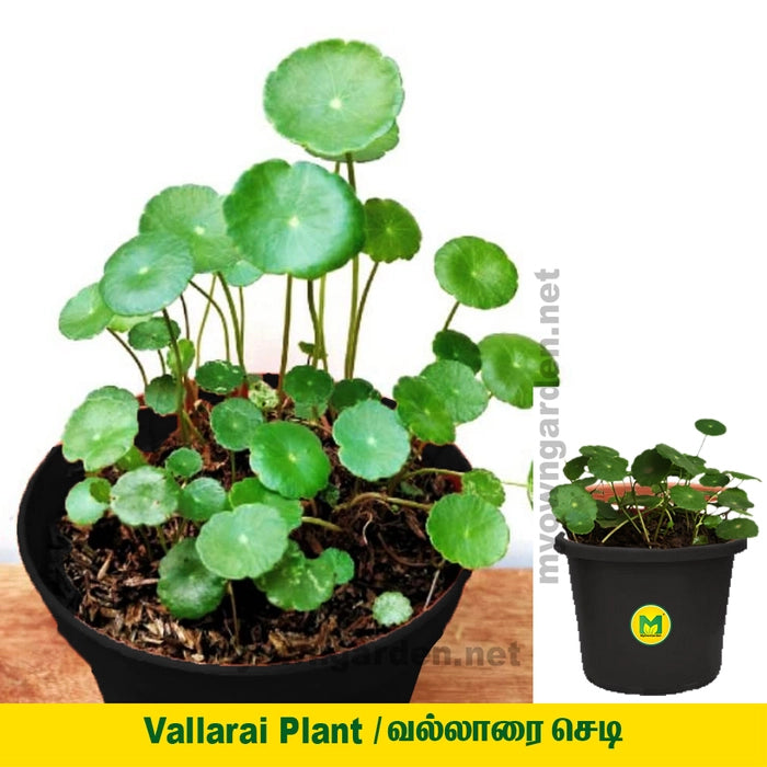 Indian Bennywort Plant (Vallarai Plant)