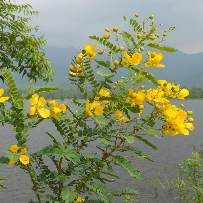 Senna Auriculata Plant ( Aavaram Poo Plant )