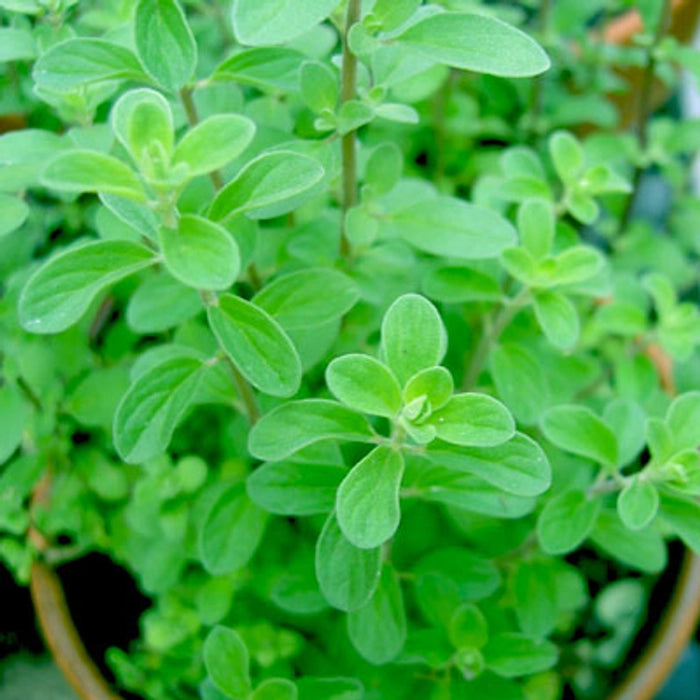 Sweet Marjoram Plant (Maru Plant/மரு செடி)