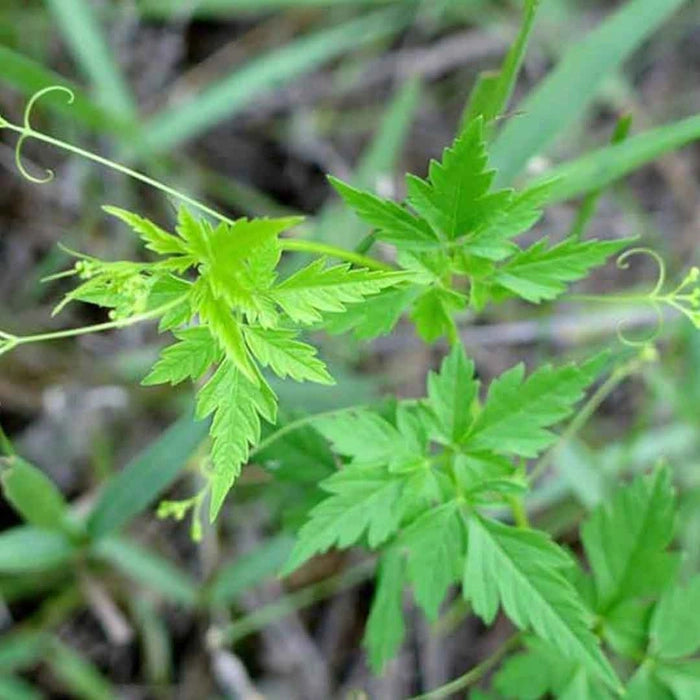 Balloon Vine Plant - Mudakathan Plant