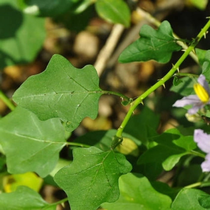 Solanum Trilobatum Plant (Thoodhuvalai Plant / தூதுவளை செடி)