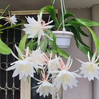 Brahma Kamal Plant (Bramma kamalam Plant)