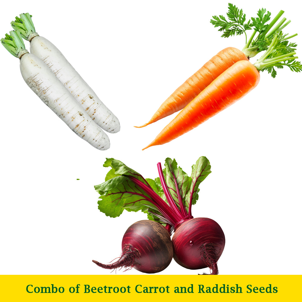 Combo of Carrot, Beetroot, Radish Seeds