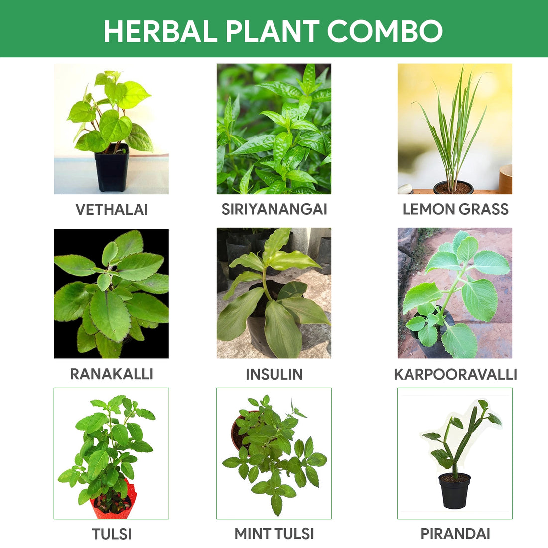 Herbal Plant Combo - 9 Plants
