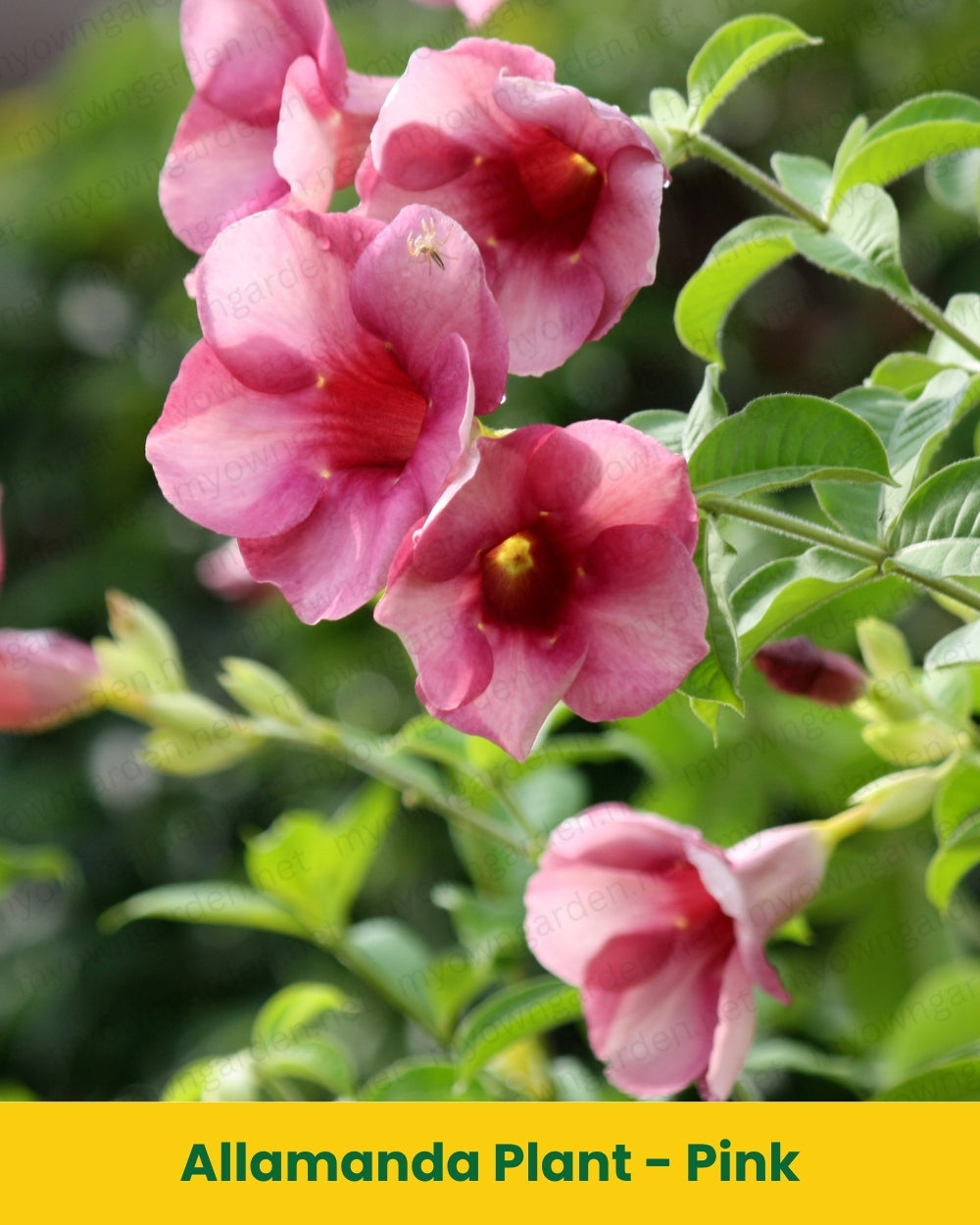 Allamanda Plant – Pink