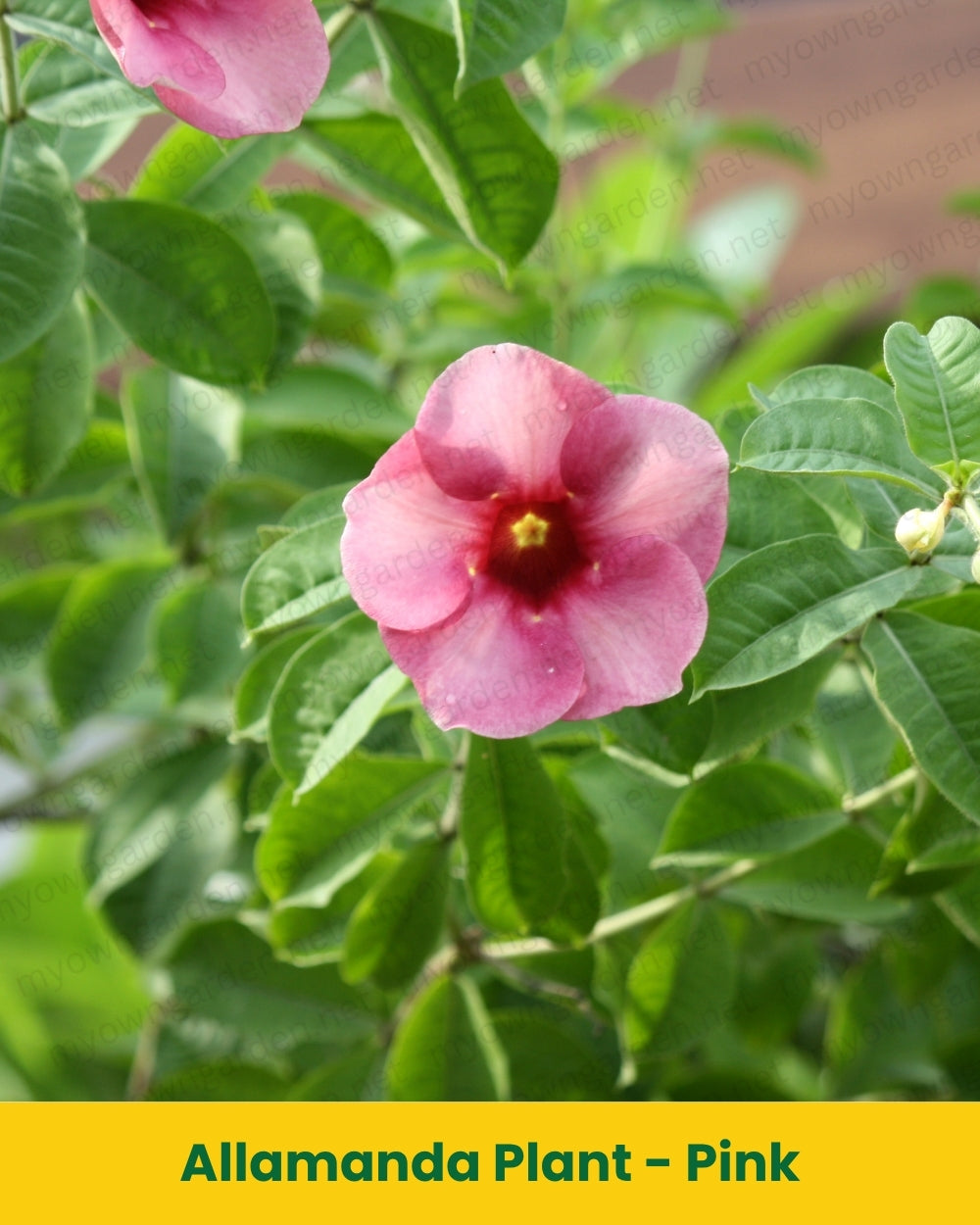 Allamanda Plant – Pink