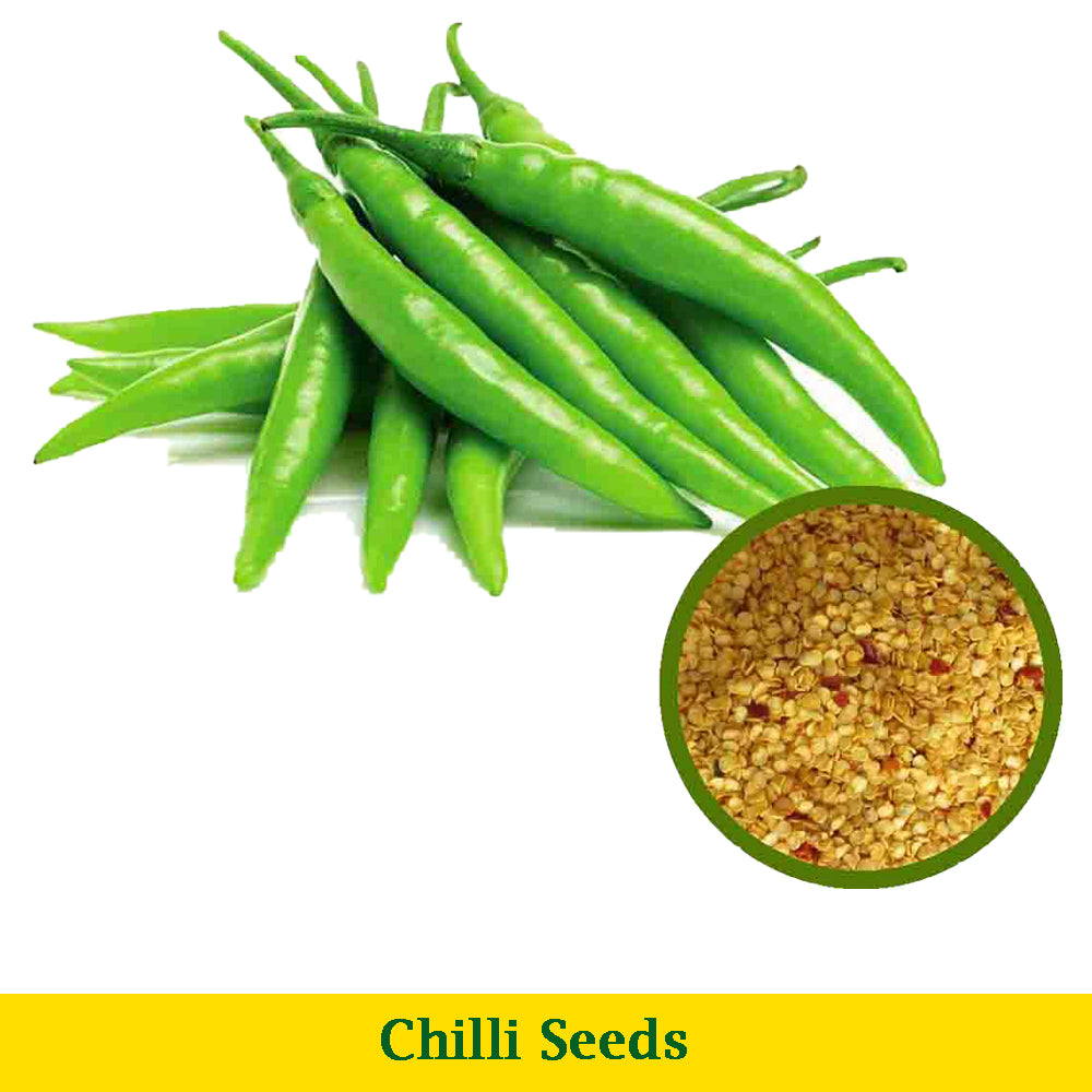 Chilli Seeds