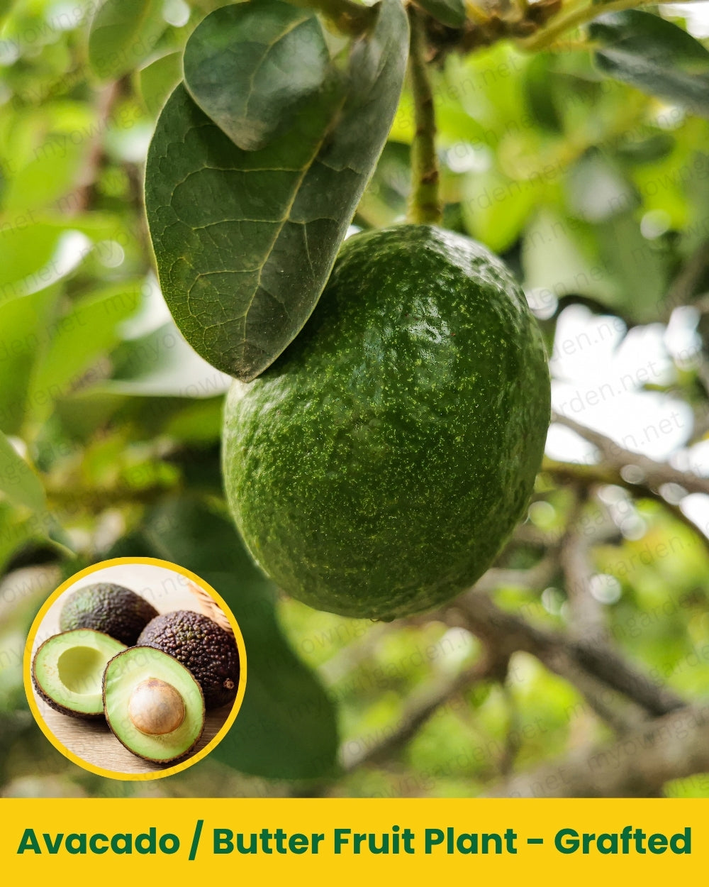 Avacado _ Butter Fruit Plant - Grafted