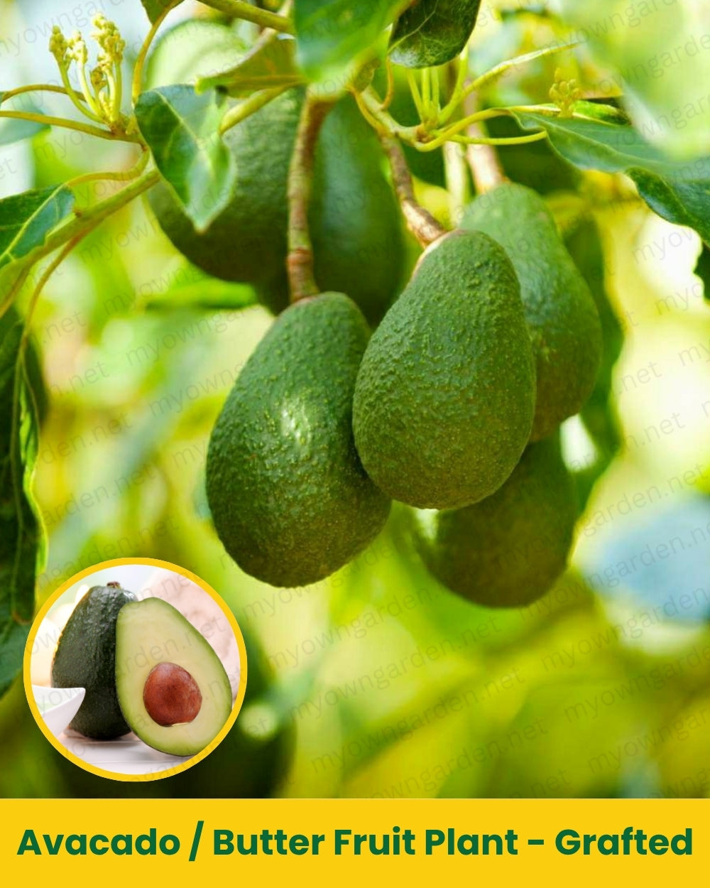 Avacado _ Butter Fruit Plant - Grafted
