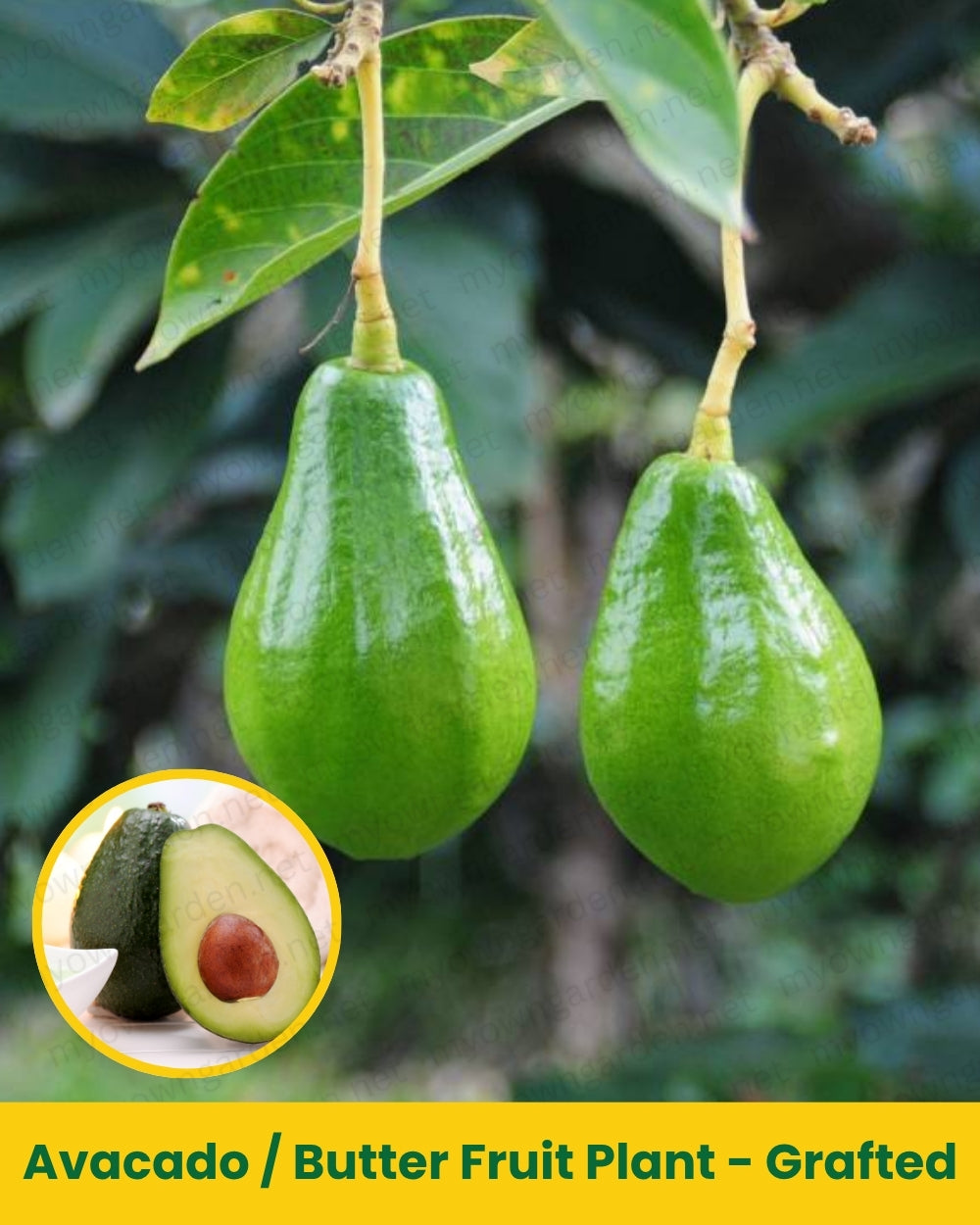 Avacado _ Butter Fruit Plant - Grafted