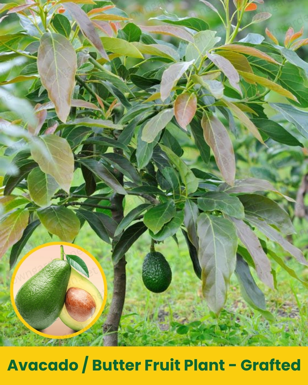 Avacado _ Butter Fruit Plant - Grafted