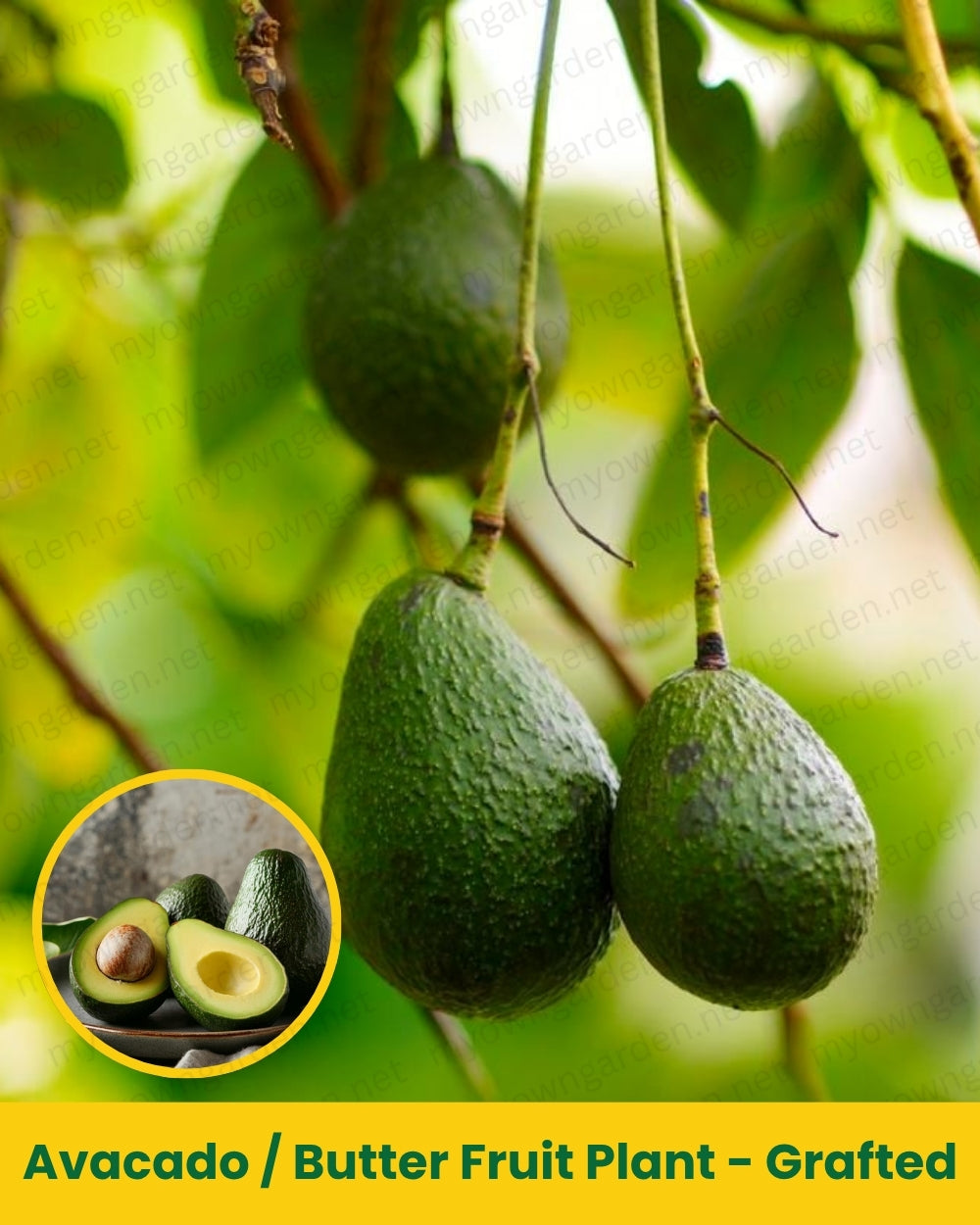 Avacado _ Butter Fruit Plant - Grafted