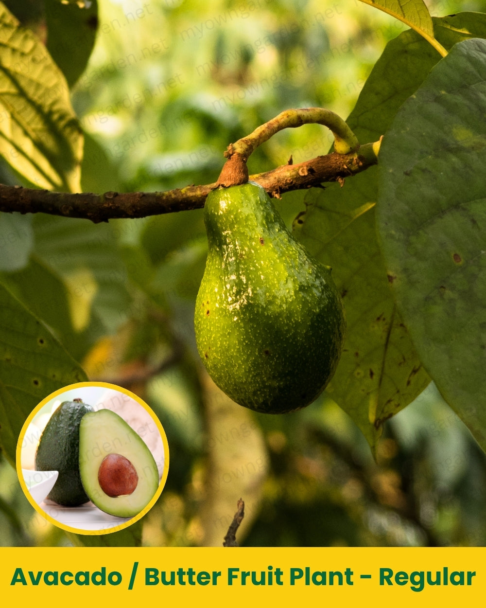 Avacado _ Butter Fruit Plant - Regular