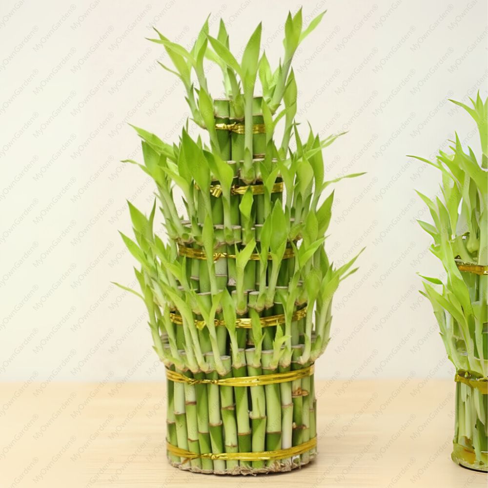 Bamboo 5 Layers Plant
