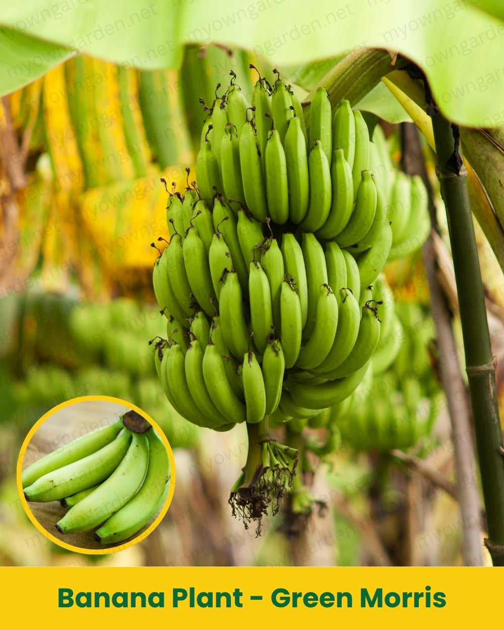 Banana Plant - Green Morris