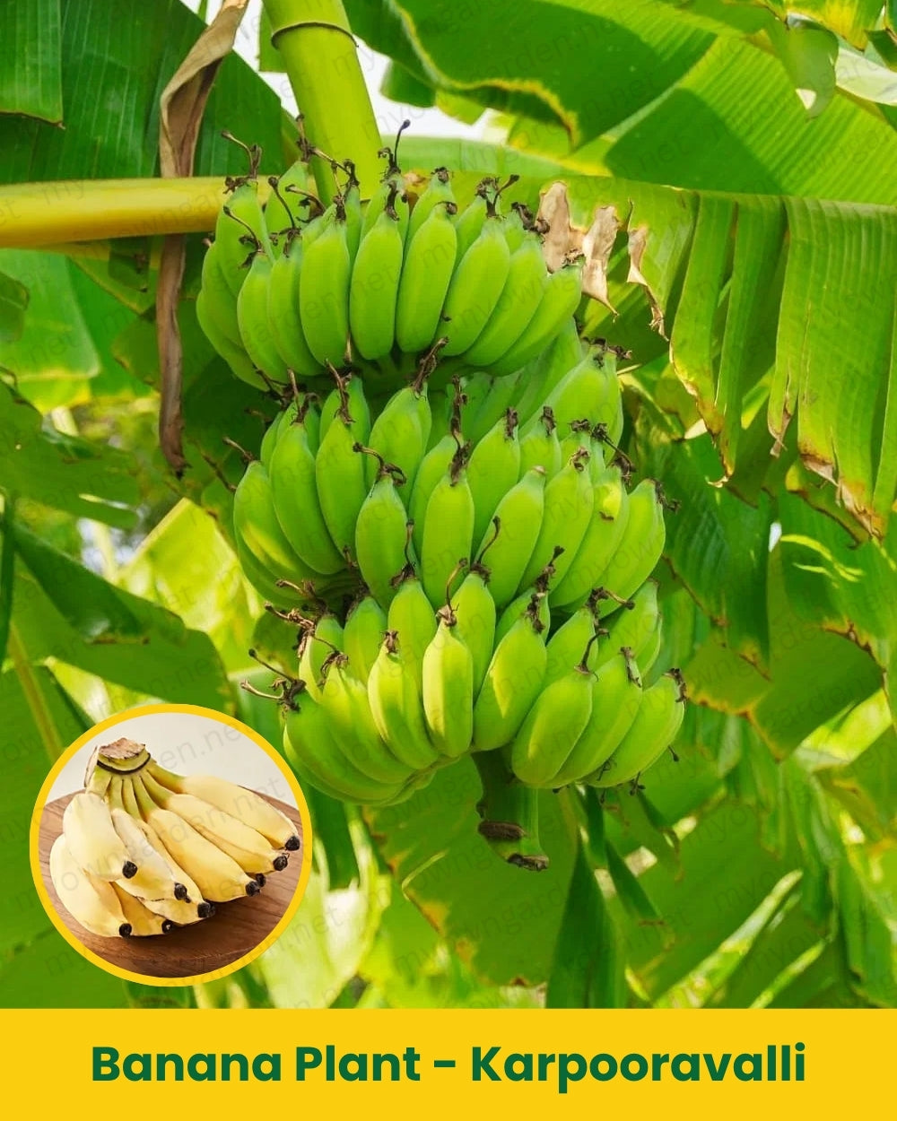 Banana Plant - Karpooravalli
