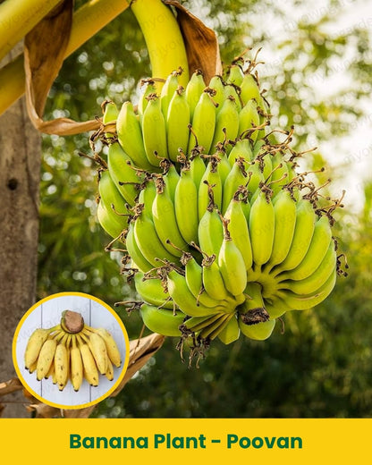 Banana Plant - Poovan