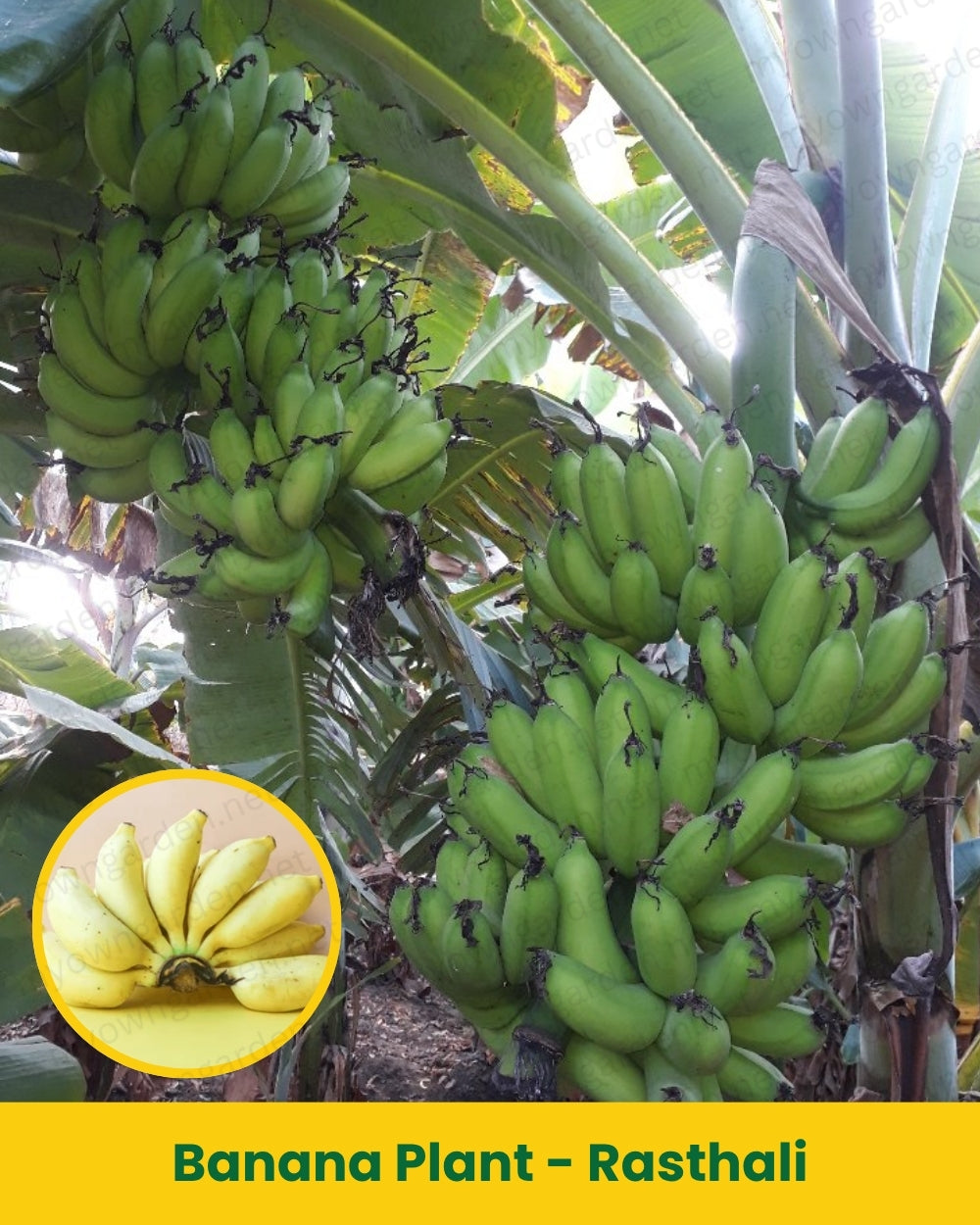 Banana Plant - Rasthali